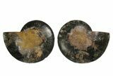 Cut/Polished Ammonite Fossil - Unusual Black Color #169564-1